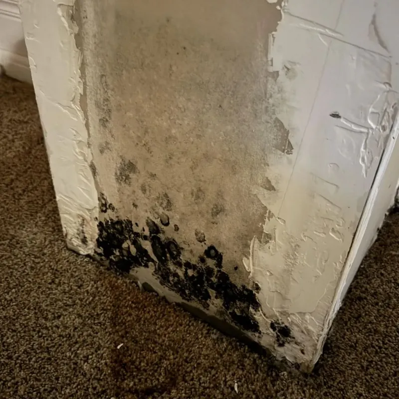 Professional Mold Removal in Oskaloosa, KS